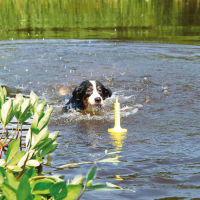 Dog Activity MOT®Aqua Aqua Mot Naturgummi schwimmt 29cm