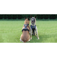 Niggeloh Hundeführergeschirr Follow SPORT für Sport und Diensthunde