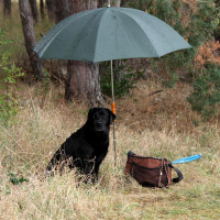 Regenschirm Ansitzschirm Jägerschirm grün