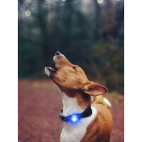 Orbiloc Dog Dual Leuchtclip blau