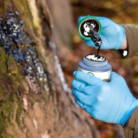 Buchenholzteer 500ml Dose mit Pinsel
