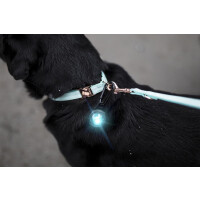 Orbiloc Dog Dual Leuchtclip türkis