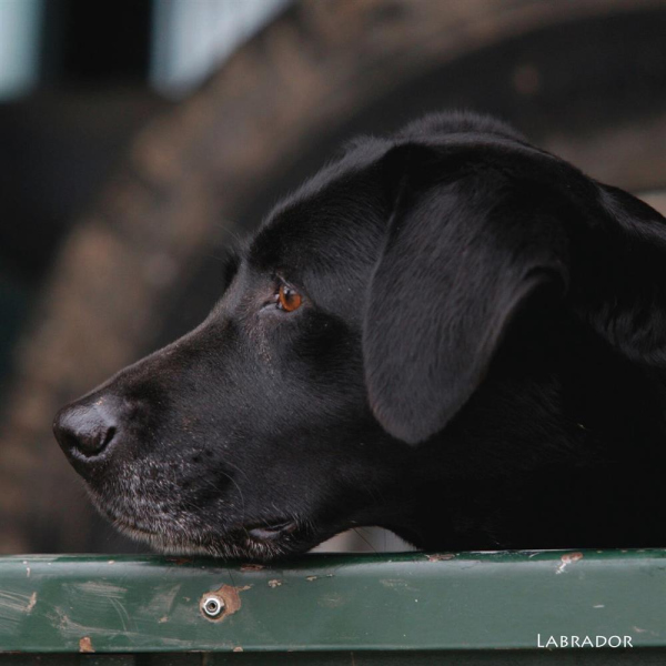 Soundkarte Labrador