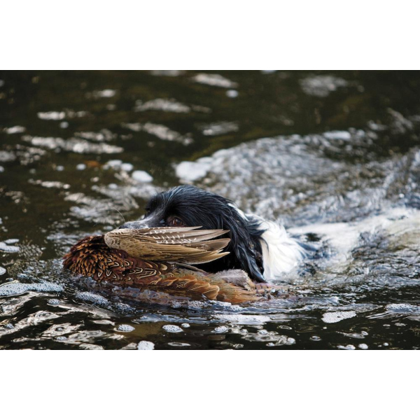 Karte Hund Wasserapport