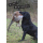 Glückwunschkarte Labrador mit Fasan