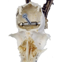 EUROHUNT Trophäenhalterung Hirsch Rotwild