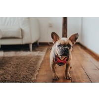 HUNTER Geschirr Divo Rot/Grau M