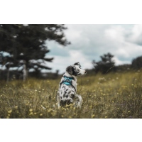 HUNTER Geschirr Divo Blau/Grau S