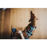 HUNTER Geschirr Divo Blau/Grau S