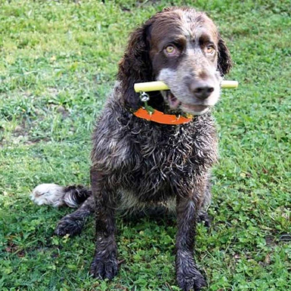 Bringselverweiser Set F r Hundetraining Apportieren Leicht Gemacht 