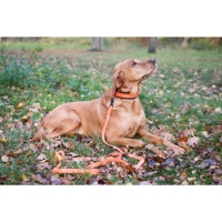 Farm-Land Hunde Schweißhalsung Signalorange M 30-40cm