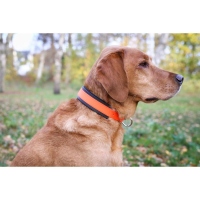 Farm-Land Hunde Schweißhalsung Signalorange M 30-40cm