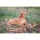 Farm-Land Hunde Schweißhalsung Signalorange M 30-40cm