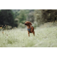 HUNTER Geschirr Divo Dunkelblau/Grau M