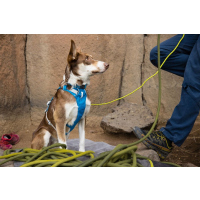 Ruffwear Flagline Geschirr Blue Dusk