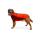 Ruffwear Powder Hound Jacke Persimmon Orange