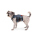 Ruffwear Web Master Geschirr Slate Blue