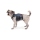 Ruffwear Web Master Geschirr Slate Blue