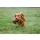 Sporting Saint Dummy Bird Puppy Flugfasan 235g