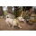 Ruffwear Hi & Light Geschirr Lichen Green XS