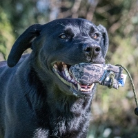 Sporting Saint Dummyball Mallard 200g