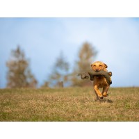 Mystique Rabbit dog dummy khaki S