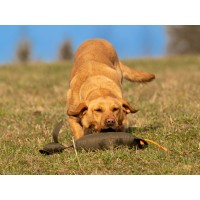 Mystique Rabbit dog dummy khaki S