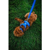 Ruffwear Front Range Geschirr Blue Pool