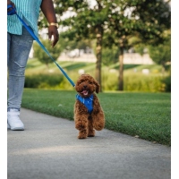 Ruffwear Front Range Geschirr Blue Pool M