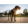 Ruffwear Front Range Geschirr Spring Mountains M