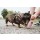 HUNTER Trainer Snackdummy mit Seil