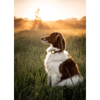 Orbiloc Dog Dual Leuchtclip gold