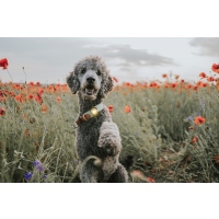 Orbiloc Dog Dual Leuchtclip gold