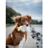 Orbiloc Dog Dual Leuchtclip gold