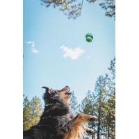 Ruffwear Toadstool Spielzeug Blue Prism