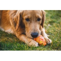Ruffwear Gnawt-a-Cone Spielzeug Salamander Orange