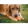 Ruffwear Gnawt-a-Cone Spielzeug Salamander Orange