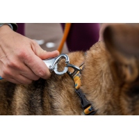 Ruffwear Roamer Bungee-Hundeleine Yellow Snow