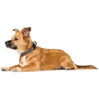 HUNTER Halsung Maldon orange/grau