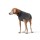 HUNTER Hundepullover Genf anthrazit
