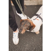 Hunter Hundemantel Nordby Dachshund creme