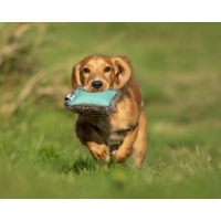 Sporting Saint Dual Dummy Puppy