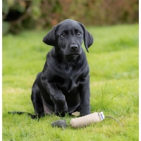 Sporting Saint Bird Dummy Small