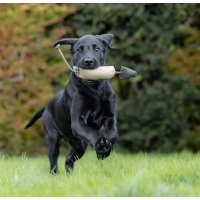 Sporting Saint Bird Dummy Small