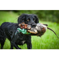 Sporting Saint Fasanenfell mit 500g Dummy