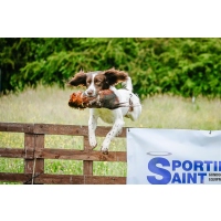 Sporting Saint Fasanenfell mit 500g Dummy