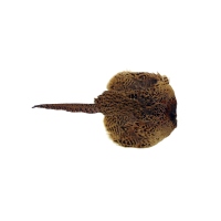 Sporting Saint Fasanenfell Henne mit 500g Dummy