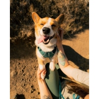 Ruffwear Front Range Flex Geschirr Deep Teal