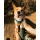 Ruffwear Front Range Flex Geschirr Deep Teal
