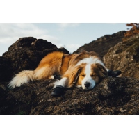 Ruffwear Ridgeline Hundeschuhe Obsidian Black